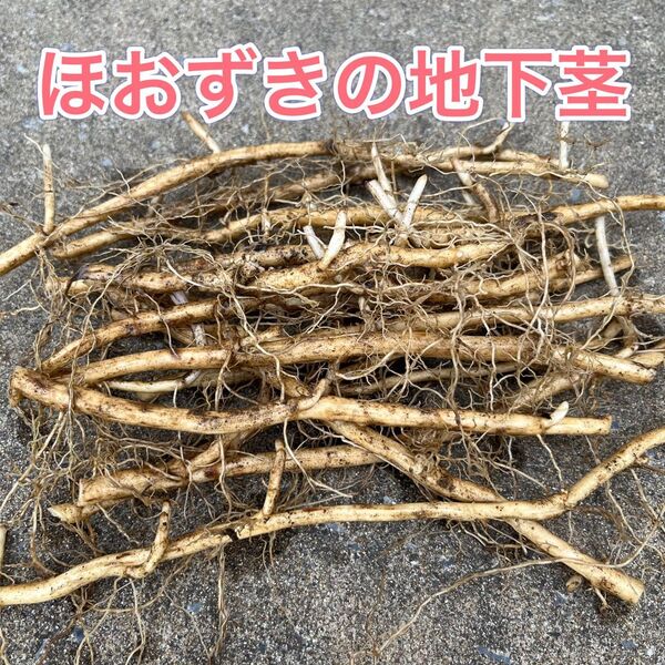 ほおずき 地下茎(根) 15本 鬼灯、ホオズキ、酸漿