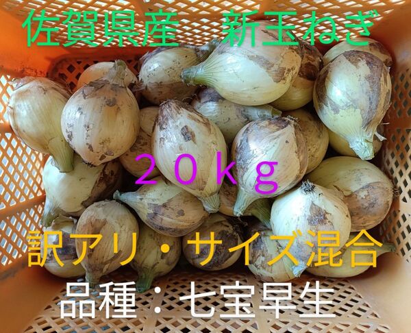 新玉ねぎ 佐賀県産 しろいし玉ねぎ 早生七宝早生 減農薬 サラダ用玉ねぎ 産地直送 農家直送 20kg 規格外 訳アリ