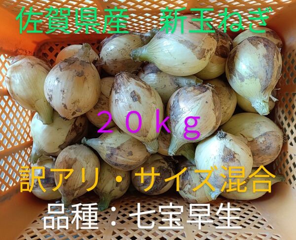 新玉ねぎ 佐賀県産 しろいし玉ねぎ 早生七宝早生 減農薬 サラダ用玉ねぎ 産地直送 農家直送 20kg 規格外 訳アリ