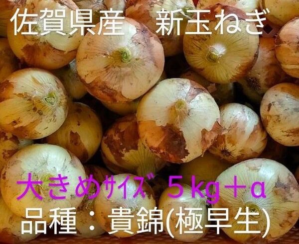 新玉ねぎ 佐賀県産 しろいし玉ねぎ 極早生貴錦 減農薬 サラダ用玉ねぎ 産地直送 農家直送 3kg 5kg 8kg 10kg