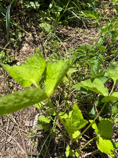 無農薬ミツバ大株1苗と大葉小苗5本