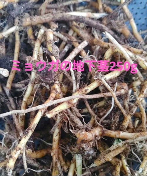 ミョウガの地下茎約250g