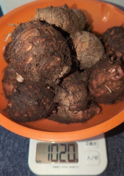 海老芋( 里芋 さといも )約1kg(16個)