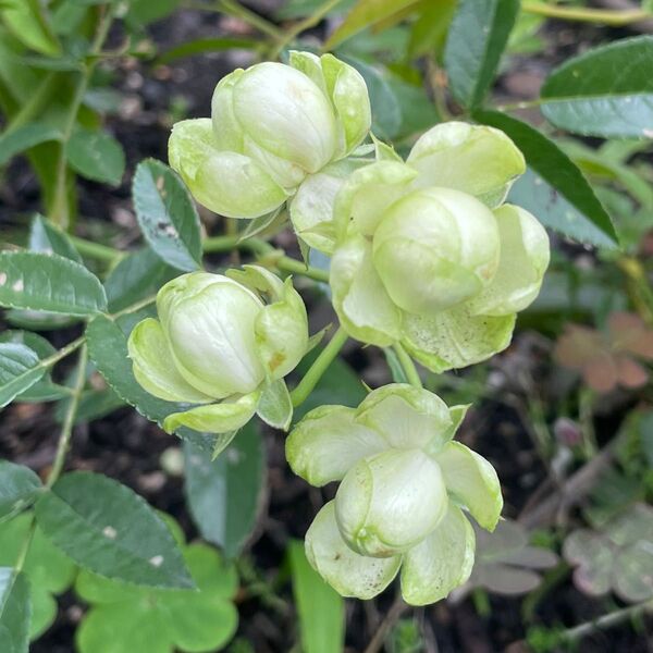 エクレール 花芽付き グリーン みどり バラ 四季咲き 苗