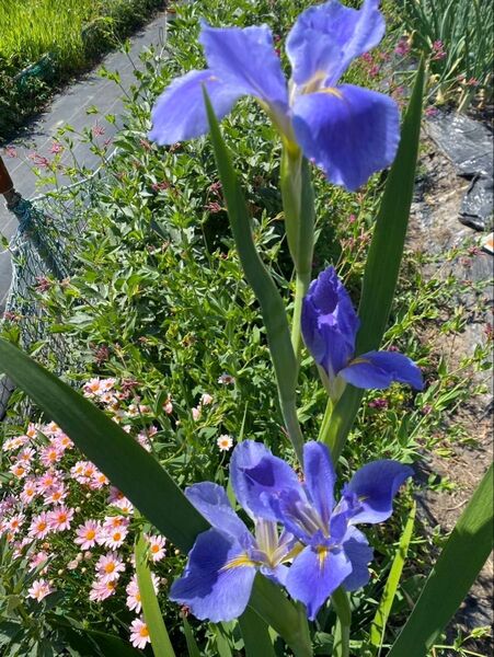花菖蒲 あやめ ショウブ 紫 株 苗