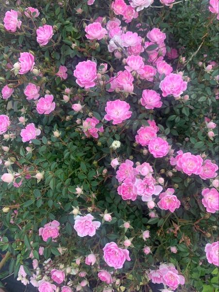 姫バラ つるバラ ピンク 苗 四季咲き 花芽あり