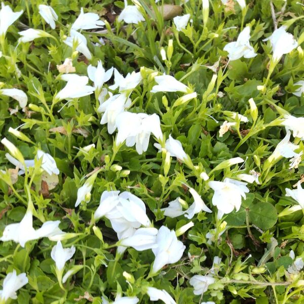 ムラサキサギゴケ苗10本
