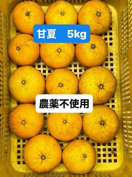 和歌山産 段々畑の 甘夏 5Kg 農薬不使用 有機肥料