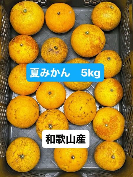 和歌山産 夏みかん ジャンク品 5Kg 有機肥料