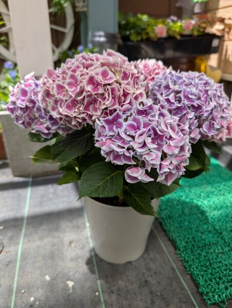 紫陽花ホットチボリ