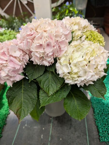 色彩変化 紫陽花コットンキャンディ来年用