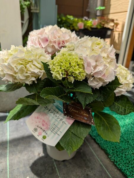 色彩変化 紫陽花コットンキャンディ