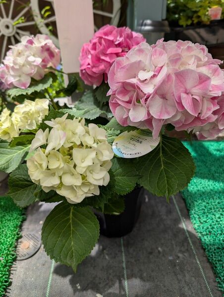 紫陽花マジカルマーブル