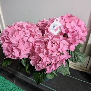 紫陽花 ハイドランジア コメットハーモニー来年用