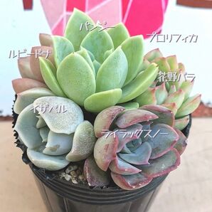 同梱580円 ☆003 多肉カット苗セット 寄せ植え 多肉 同梱割 ネコポス発送