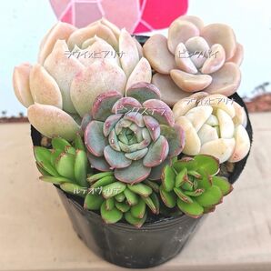 同梱580円 ☆002 多肉カット苗セット 寄せ植え 多肉 同梱割 ネコポス発送