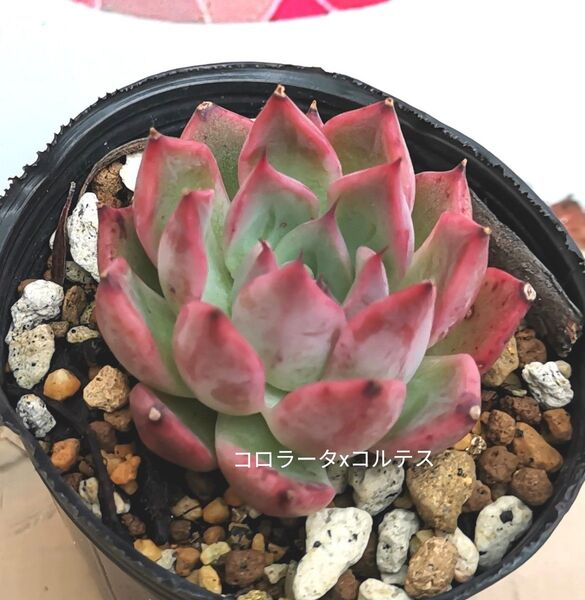 同梱730円◆363 コロラータxコルテス 多肉 同梱割 宅急便コンパクト発送