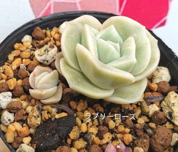 同梱320円 ◆609 ラブリーローズ 多肉 同梱割 ネコポス発送