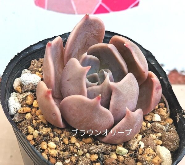 同梱300円 ◆618 ブラウンオリーブ 多肉 同梱割 ネコポス発送
