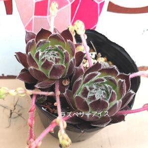 同梱750円 ◆451ラズベリーアイス センペルビウム 多肉 同梱割 宅急便コンパクト発送