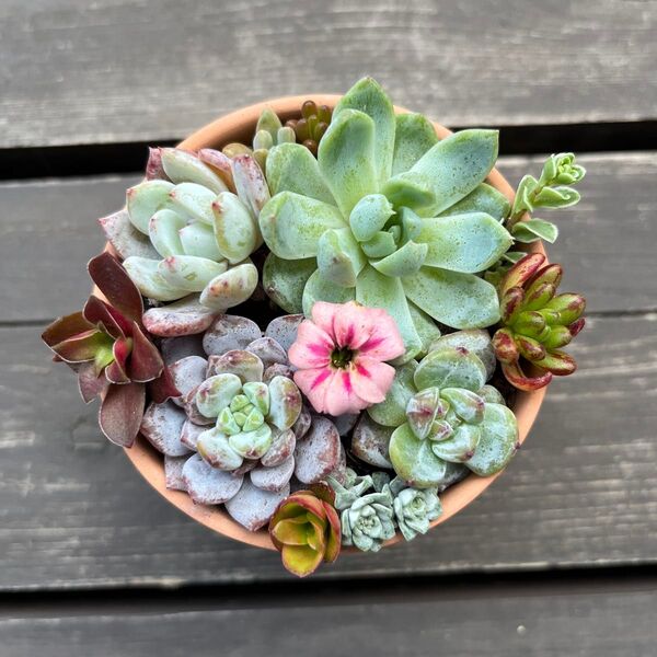 多肉植物 セダム エケベリア カット苗 カラフル 寄せ植え