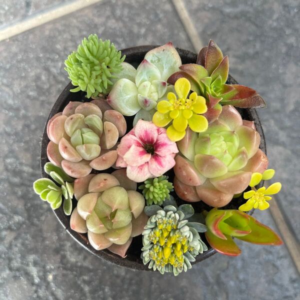 多肉植物 セダム エケベリア カット苗 カラフル 寄せ植え