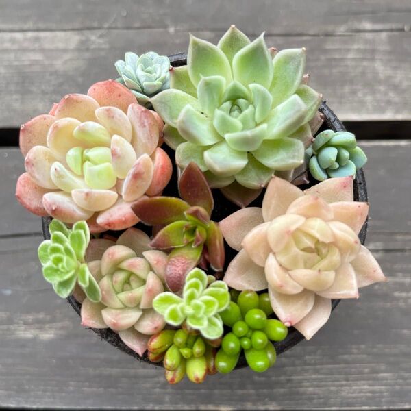 多肉植物 セダム エケベリア カット苗 カラフル 寄せ植え