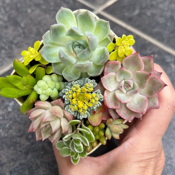 多肉植物 セダム エケベリア カット苗 カラフル 寄せ植え
