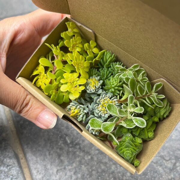 多肉植物 セダム カット苗 カラフル 詰め合わせ