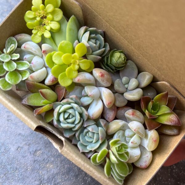 多肉植物 セダム エケベリア カット苗 カラフル