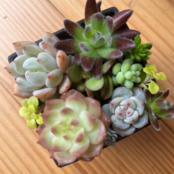 多肉植物 セダム エケベリア カット苗 カラフル 寄せ植え