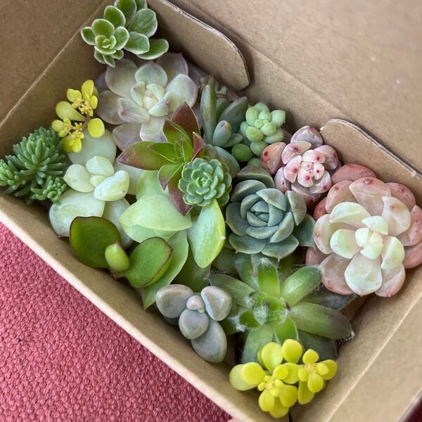 多肉植物 セダム エケベリア カット苗 カラフル