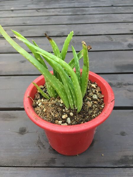 アロエベラ 無農薬 観葉植物 多肉植物
