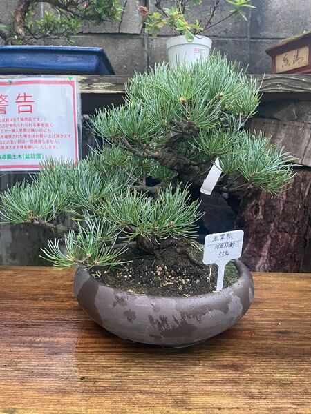 五葉松 盆栽