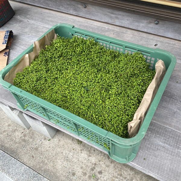 兵庫県産朝倉山椒の実 無農薬 1kg