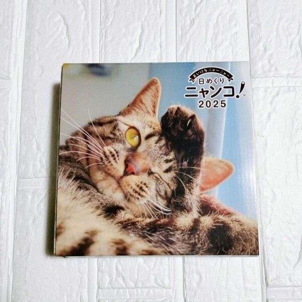 日めくりニャンコ!2025年 卓上 日めくり カレンダー 猫