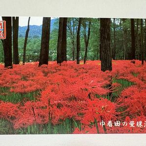 彩の国さいたま 日高 「巾着田の曼珠沙華」テレホンカード 50度数 風景 季節 自然 花 地域