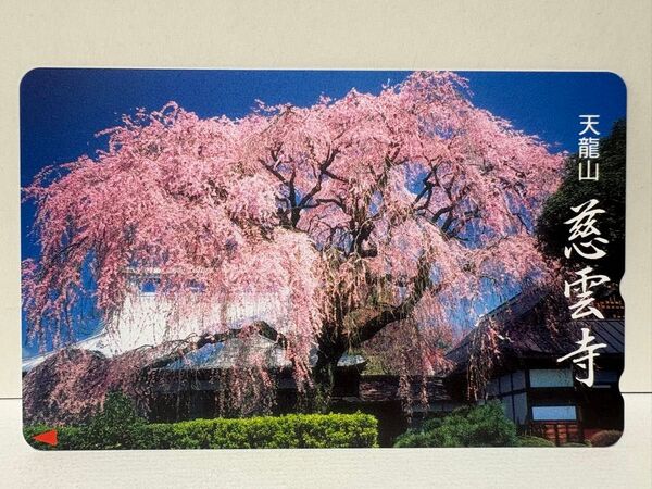 NTT 50度数 テレホンカード 未使用 山梨県 甲州市 「天龍山 慈雲寺」樋口一葉 桜 糸桜 名所 風情 季節 長寿桜 塩山