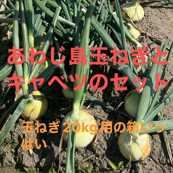 あわじ島玉ねぎ 七宝完熟+こだわりのキャベツLサイズ2個 淡路島産 新タマネギ 20kg用箱いっぱい