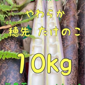 【オススメ】5/7収穫発送 柔らか 穂先たけのこ 10キロ 糠付 送料込