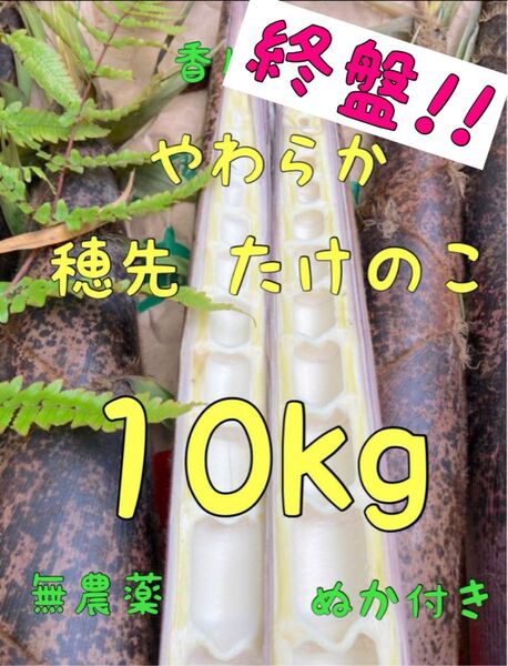 終盤!! 5/11 収穫発送 柔らか 穂先たけのこ 10キロ 糠付