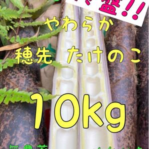 終盤!! 5/13 収穫発送 柔らか 穂先たけのこ 10キロ 糠付
