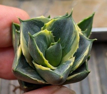 らくらく便送料込】アガベ ピクシー ティンカーベル錦①おまけ付き