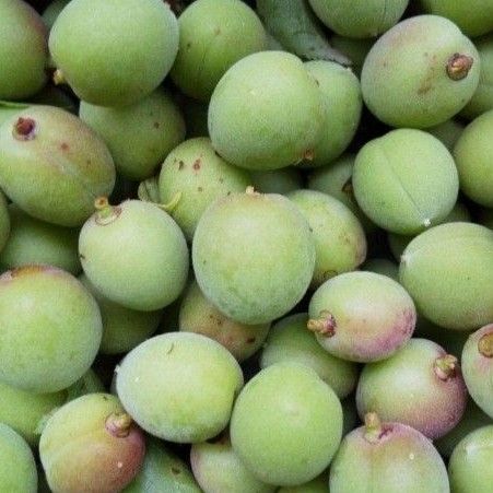 小梅無農薬1キロ 宅急便コンパクトいっぱい!