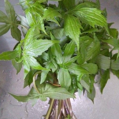 新鮮!天然しどけ 200g