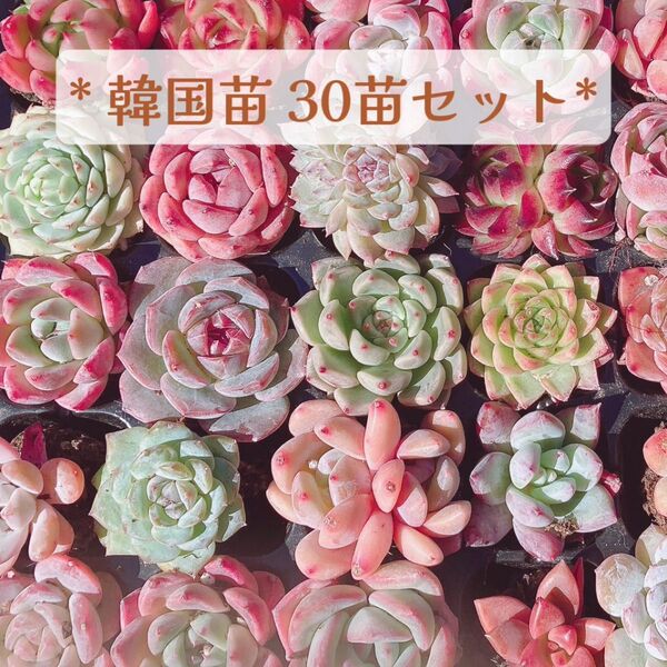 多肉植物 詰め合わせ 30苗セット 韓国苗 寄せ植え用 カット苗 エケベリア