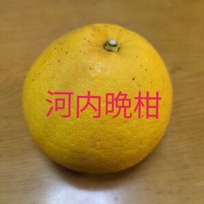 河内晩柑 柑橘系 幼苗 3本 ゆうパケットポストmini アゲハチョウのエサ用にも♪