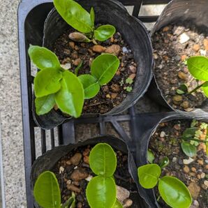 河内晩柑 柑橘系 苗 無農薬 アゲハチョウ 幼虫 のエサにも♪