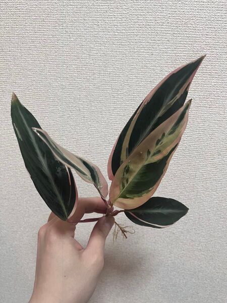 【抜き苗・ネコポス】カラテアストロマンテトリオスター