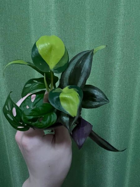 【抜き苗・ネコポス】植物セット モンステラ マドカズラ フィロデンドロンブラジル トラディスカンティア A